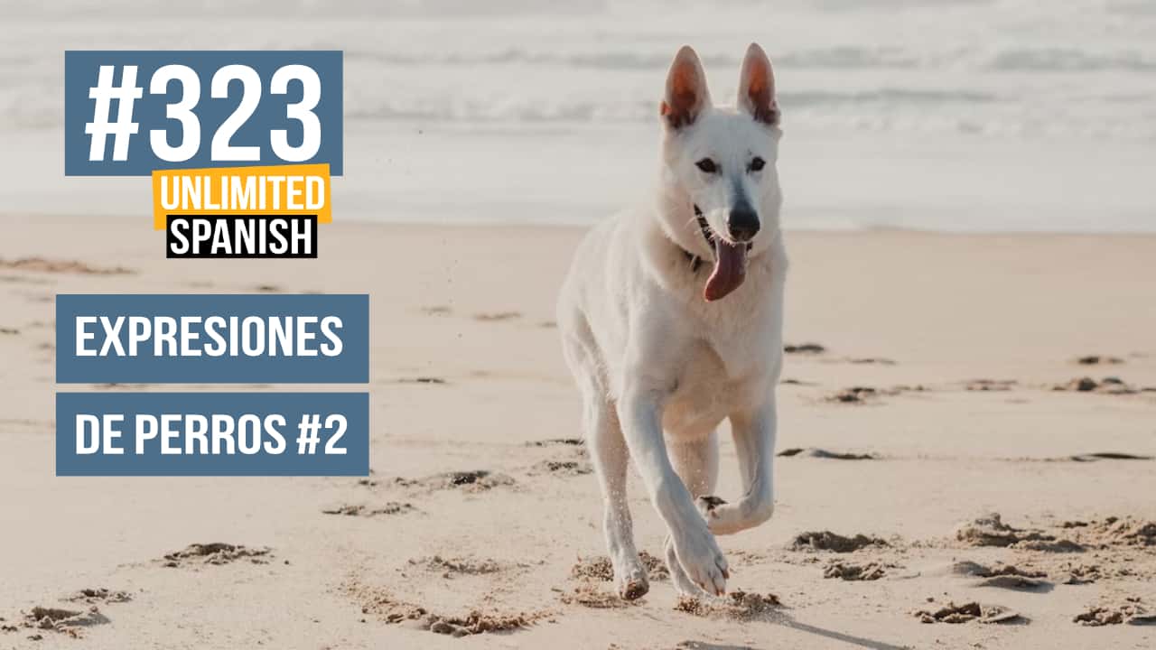 Expresiones de perros 2